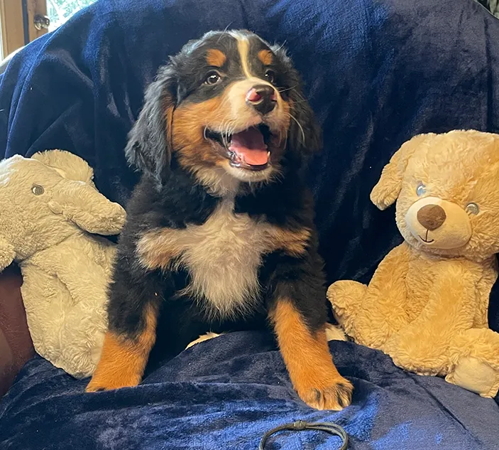 A puppy sitting on top of two teddy bears.