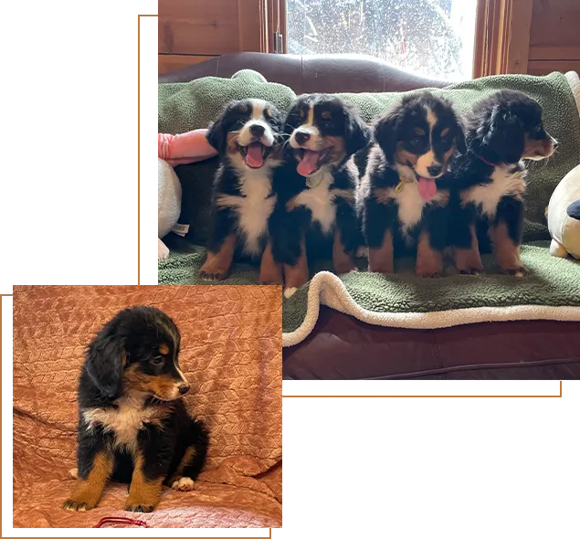 A group of puppies sitting on top of a blanket.