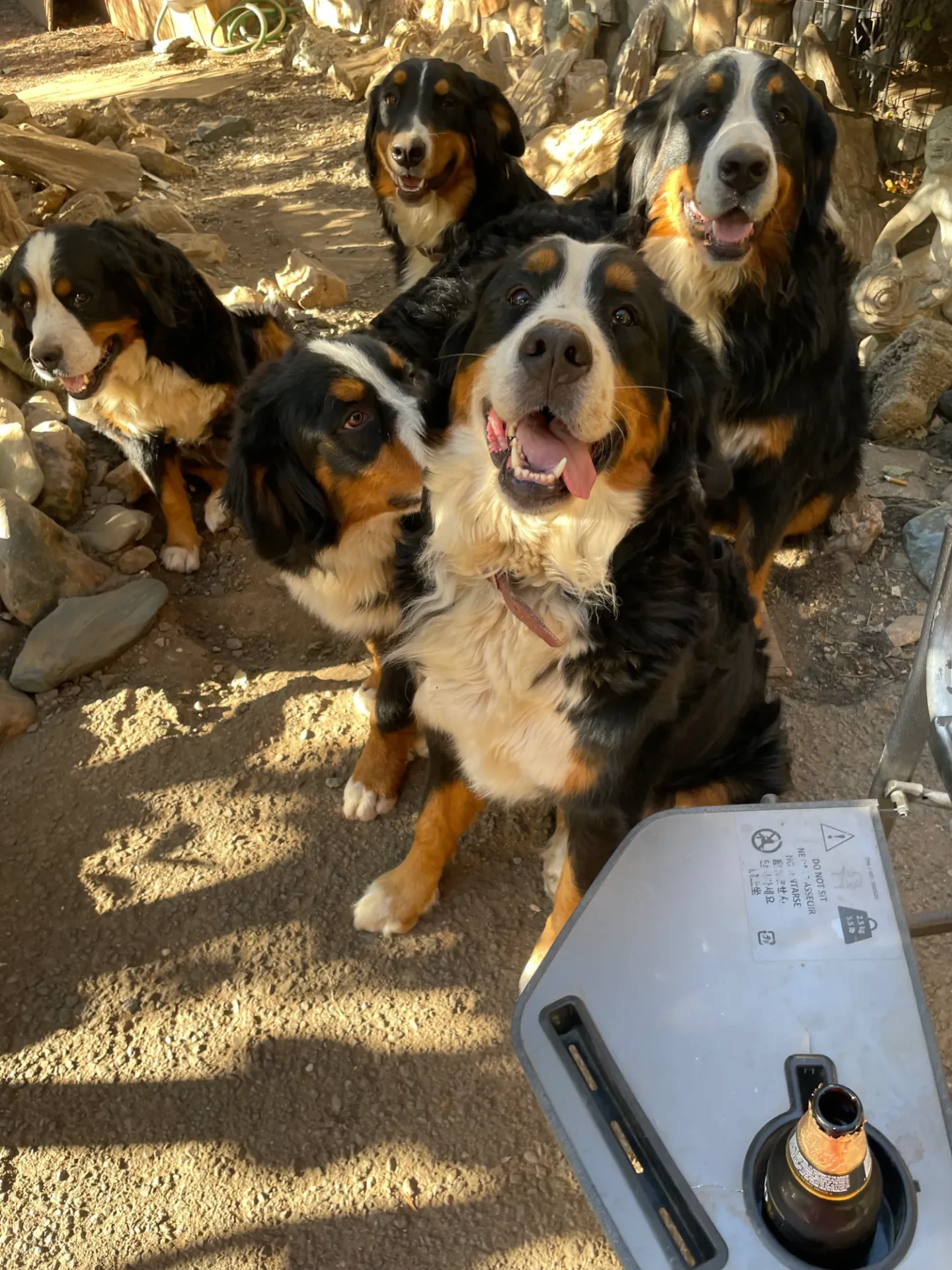 A group of dogs sitting on the ground.