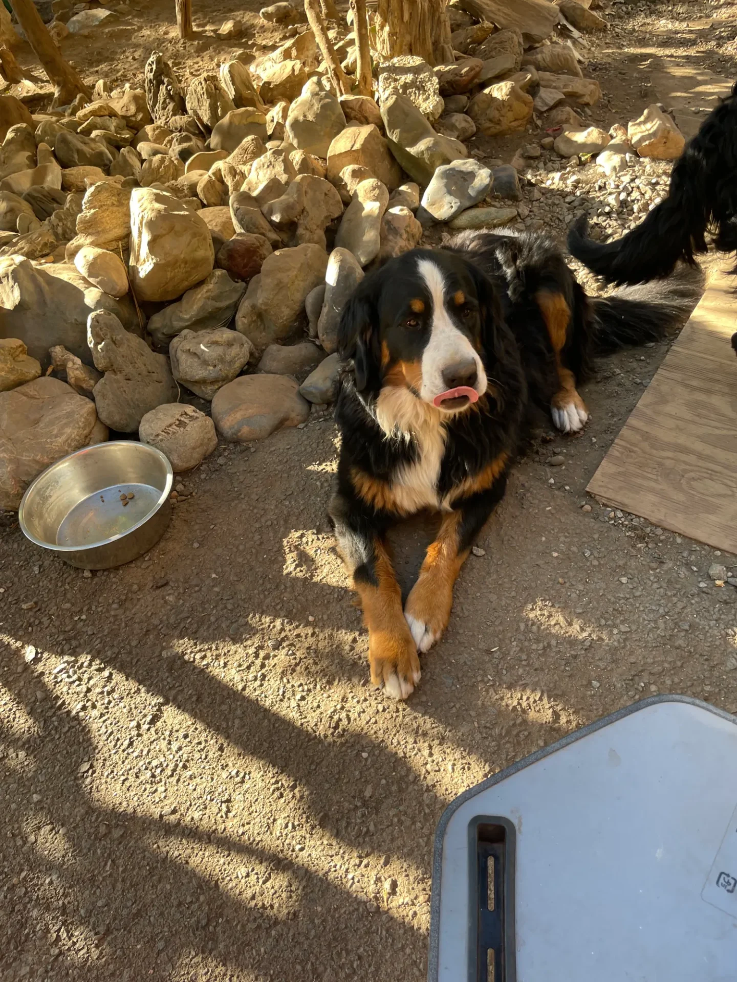 A dog sitting on the ground next to rocks.