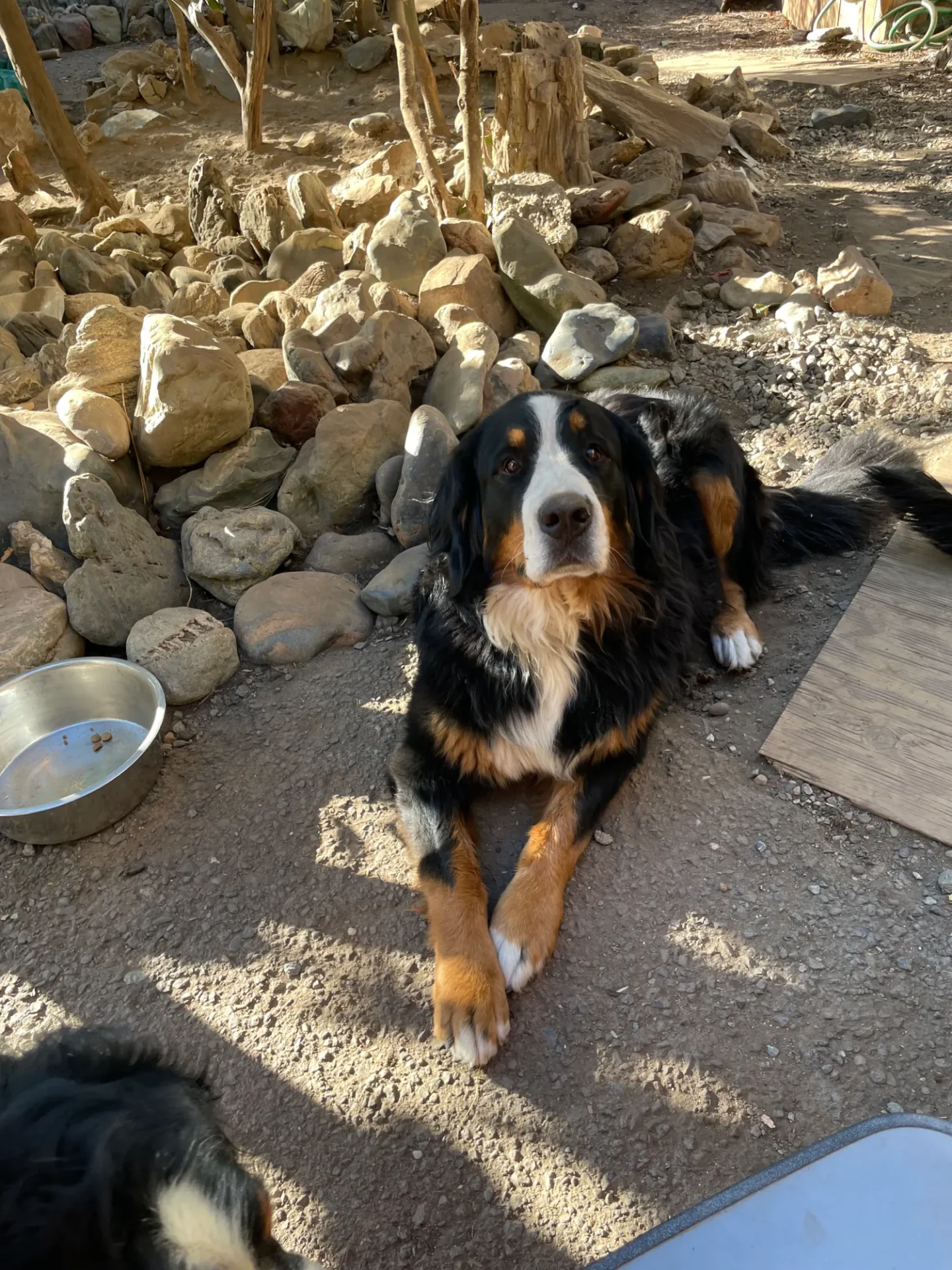 A dog sitting on the ground near rocks.