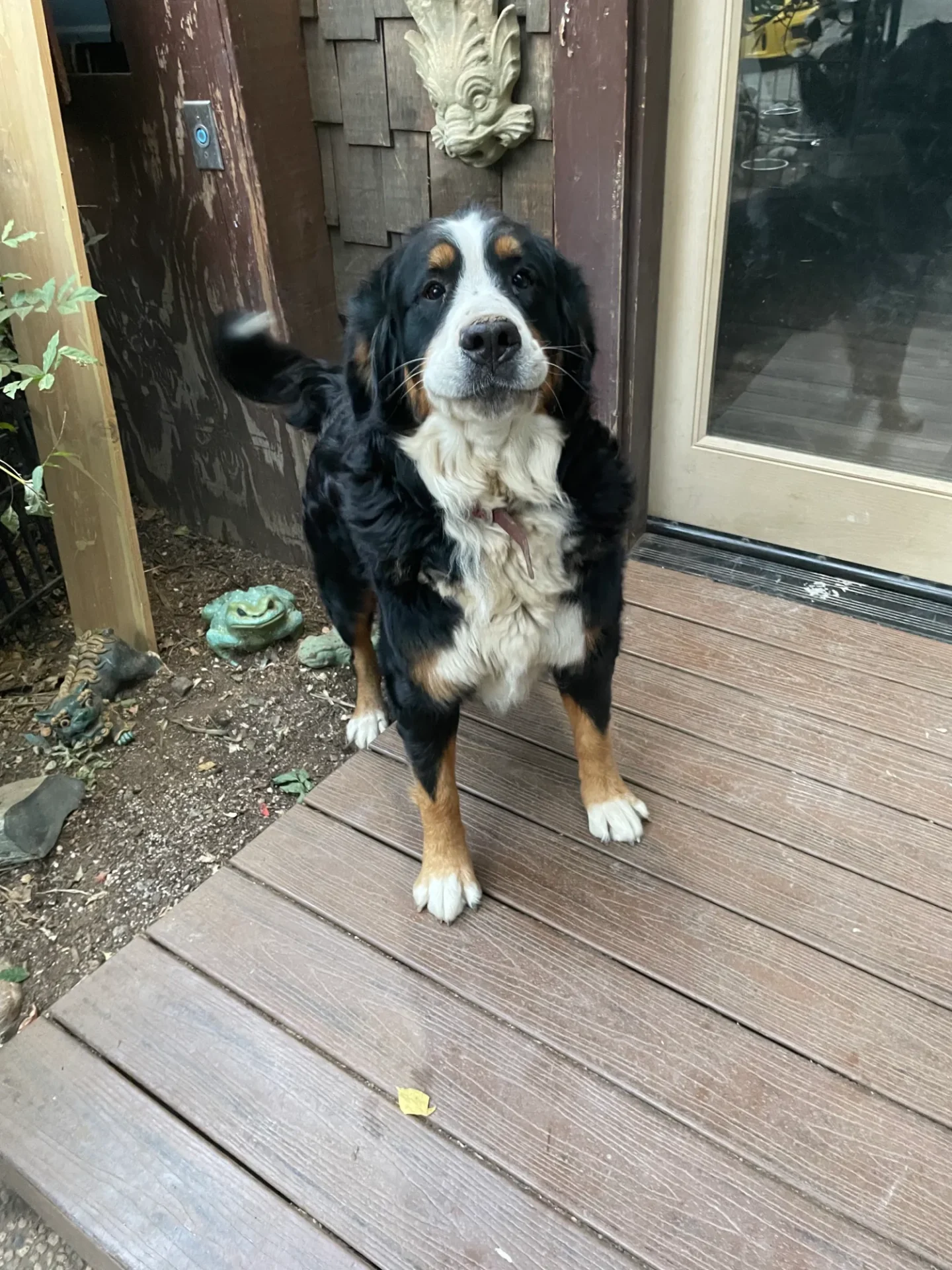 A dog standing on top of a wooden deck.