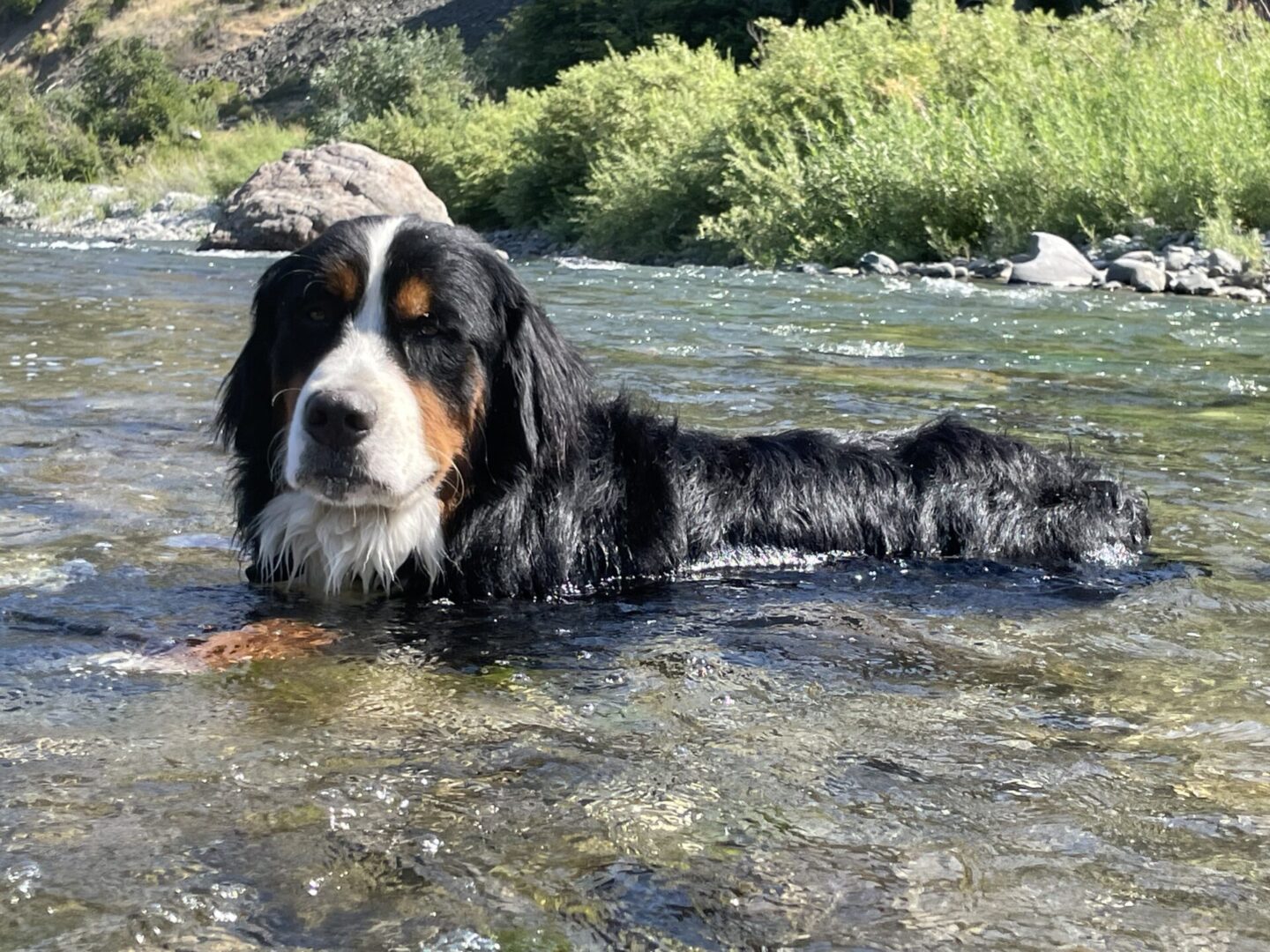 A dog is swimming in the water.