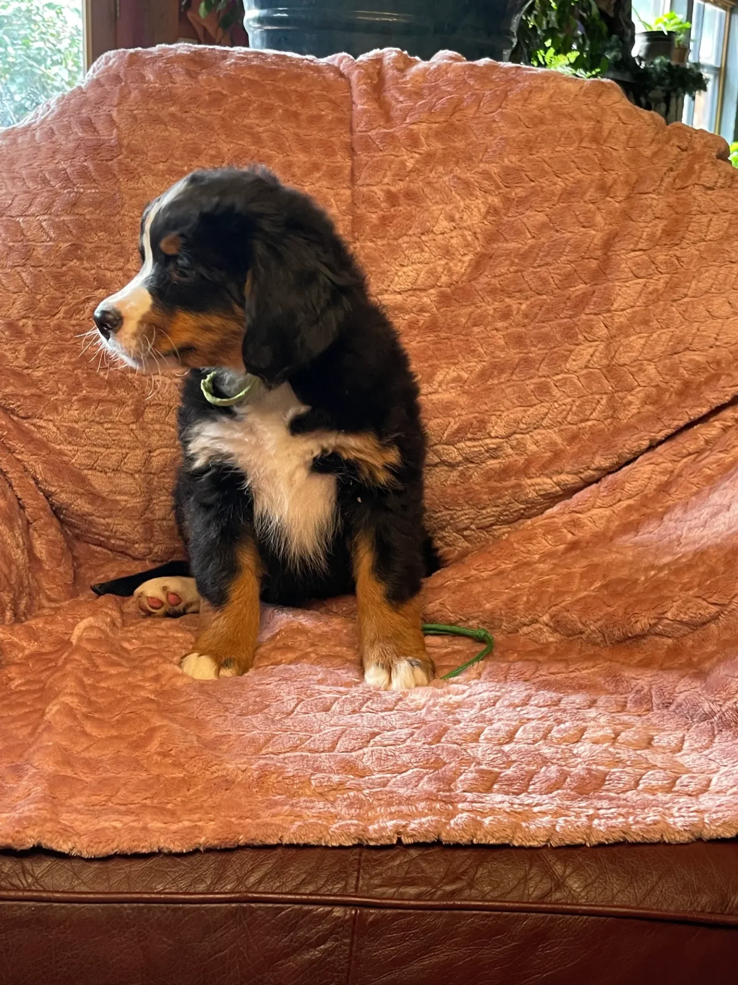 A dog sitting on the couch looking at something.