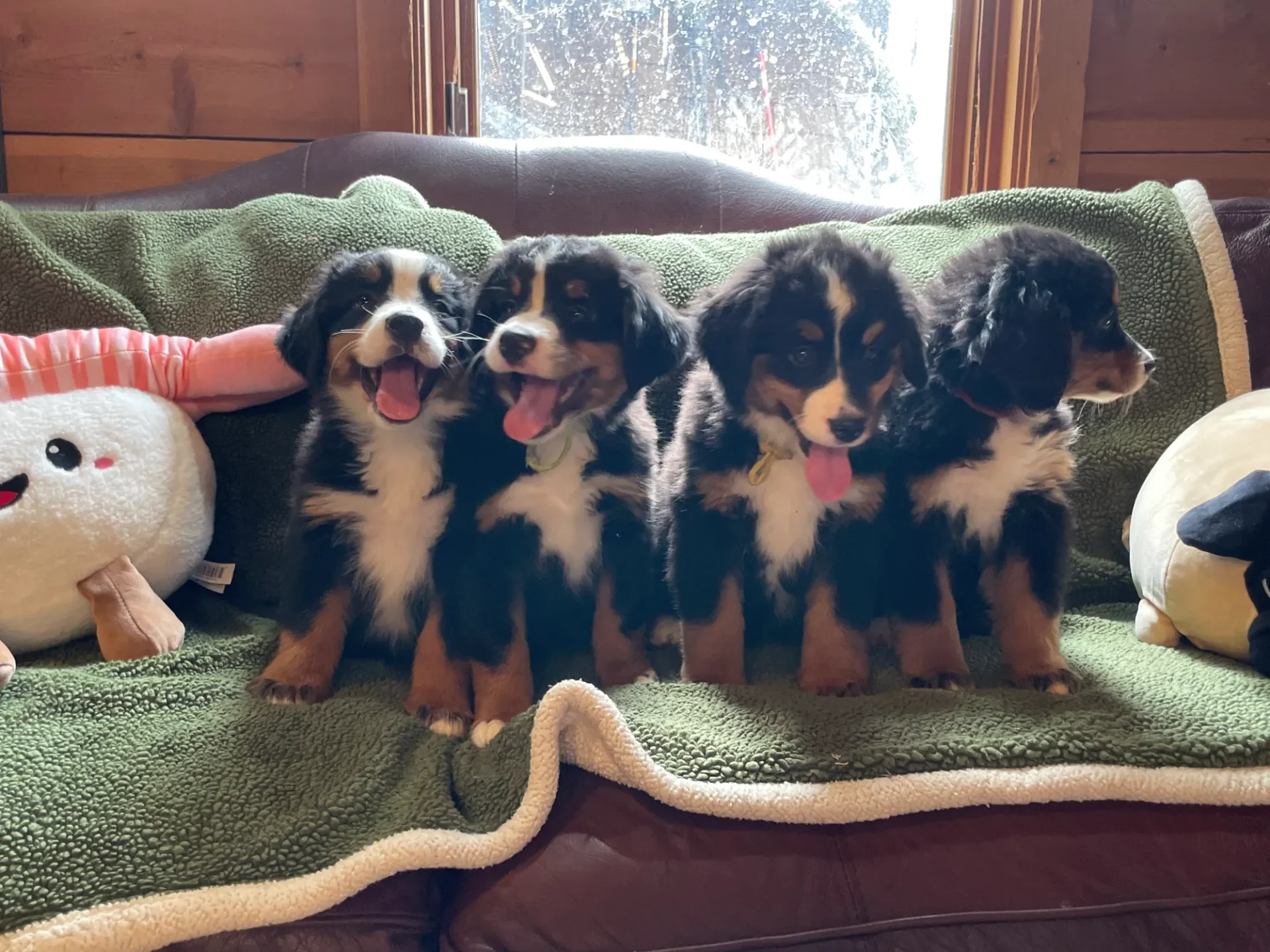 A group of puppies sitting on top of a couch.