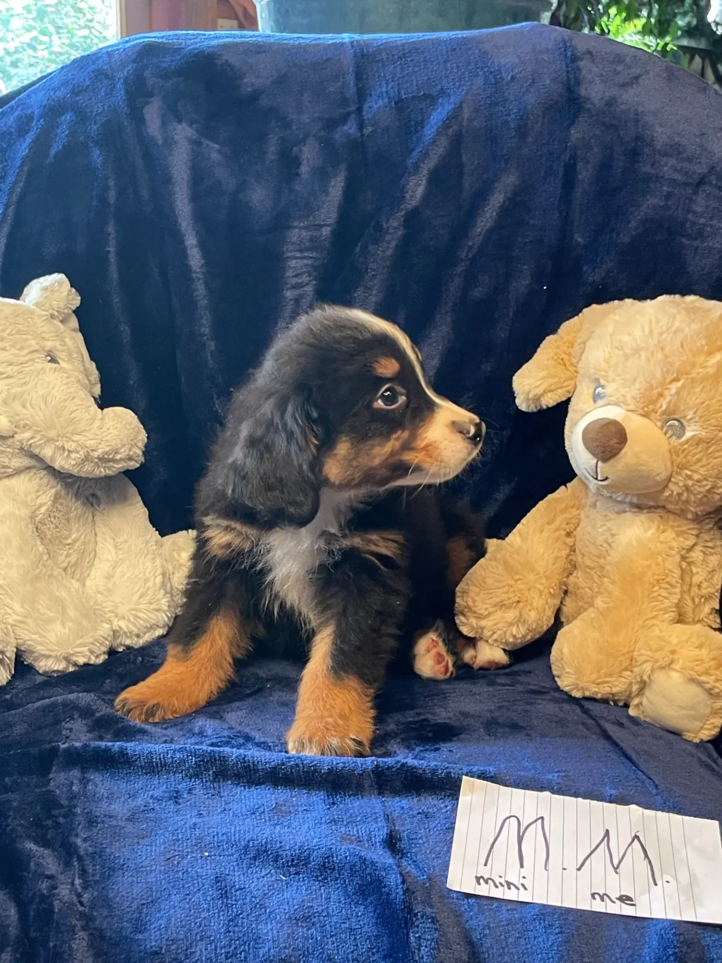 A puppy sitting between two teddy bears on a blue chair.