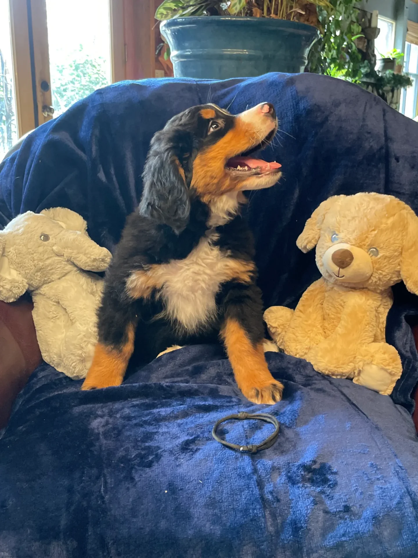 A dog sitting on top of a blue chair next to stuffed animals.