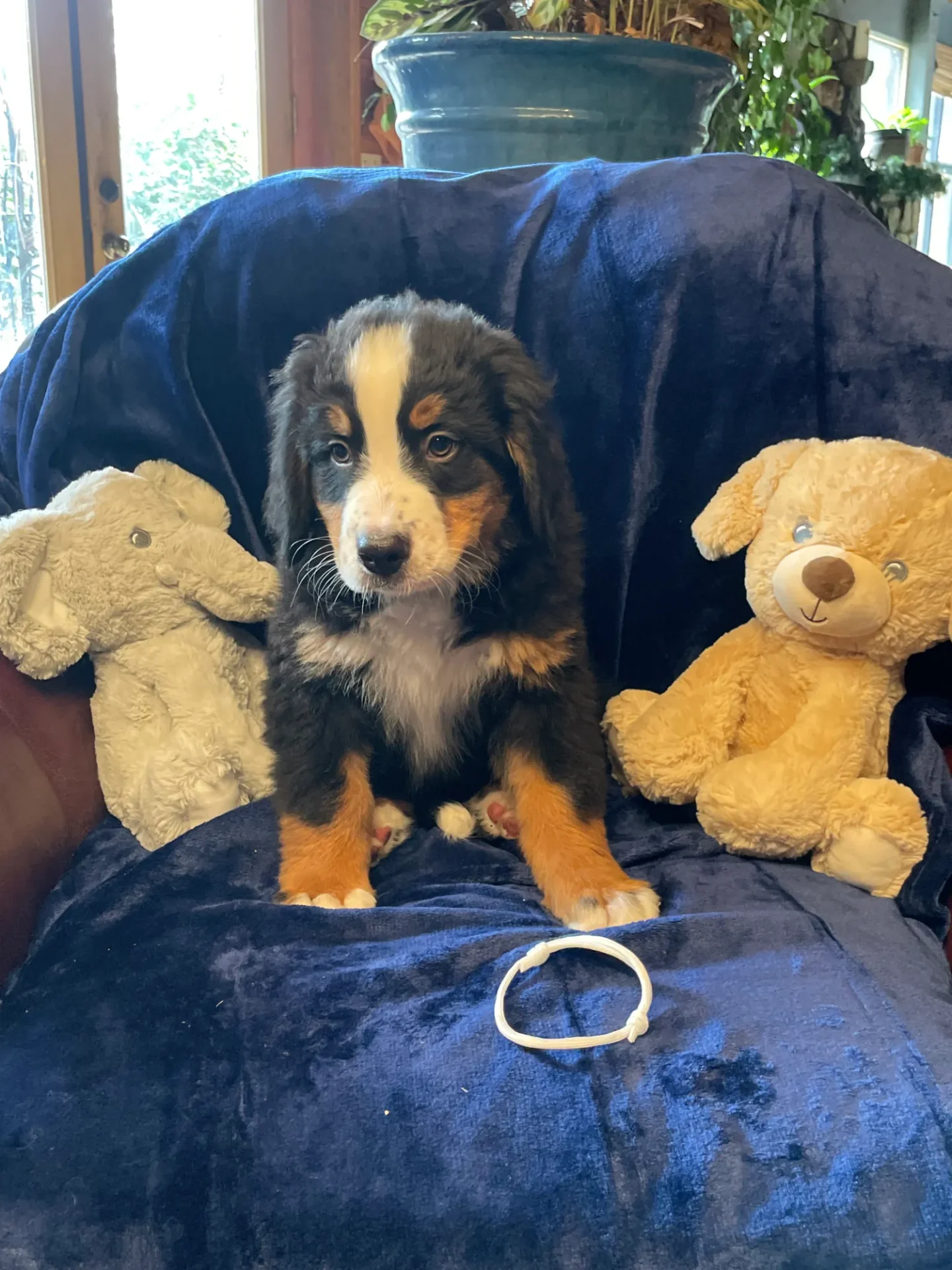 A puppy sitting on top of a blue chair next to stuffed animals.