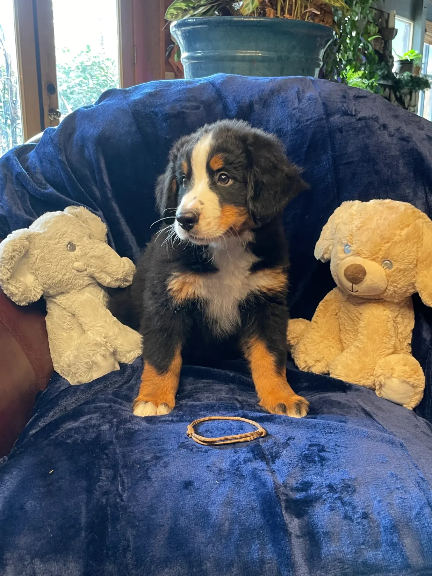 A puppy sitting on top of a blue chair next to two stuffed animals.