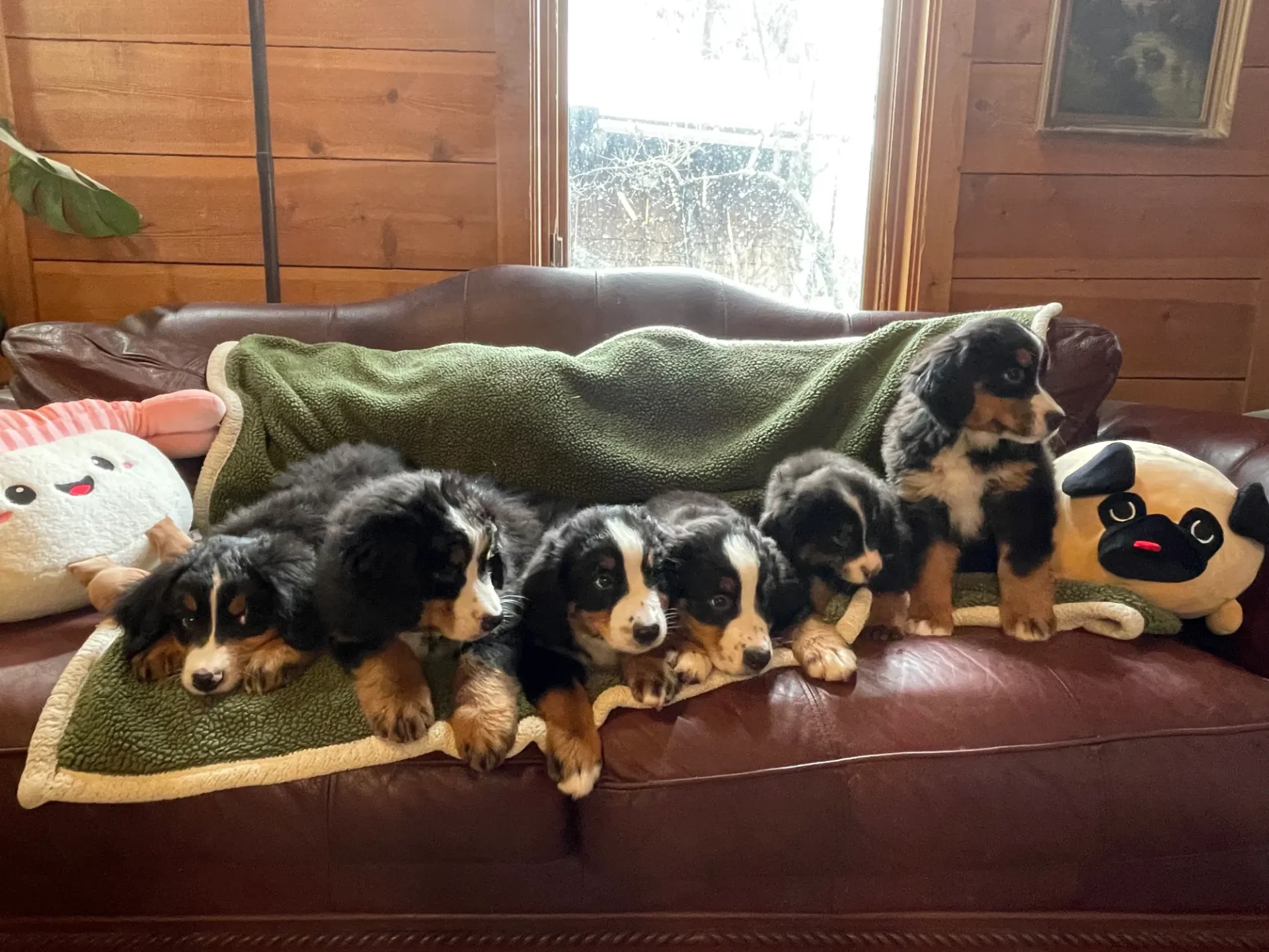 A group of puppies sitting on top of a couch.