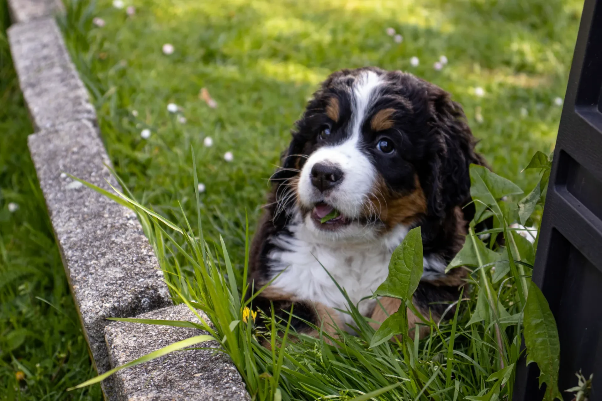 A puppy is sitting in the grass near some rocks.