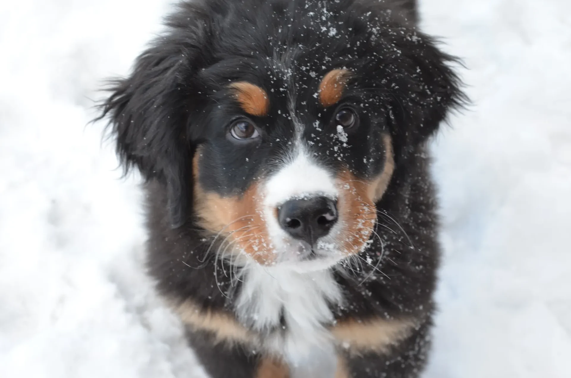 A dog is standing in the snow looking at something.