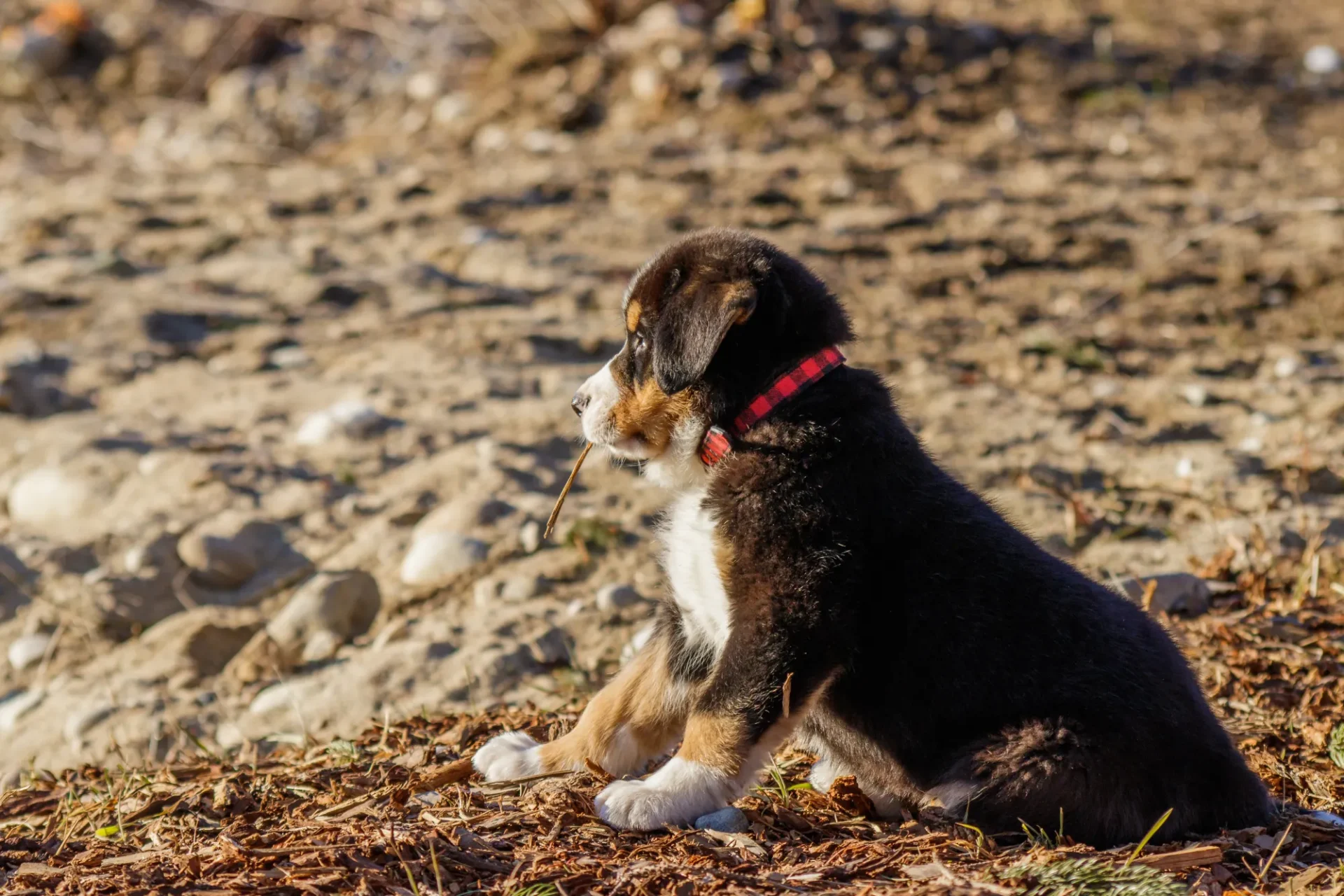 A puppy sitting on the ground looking at something.