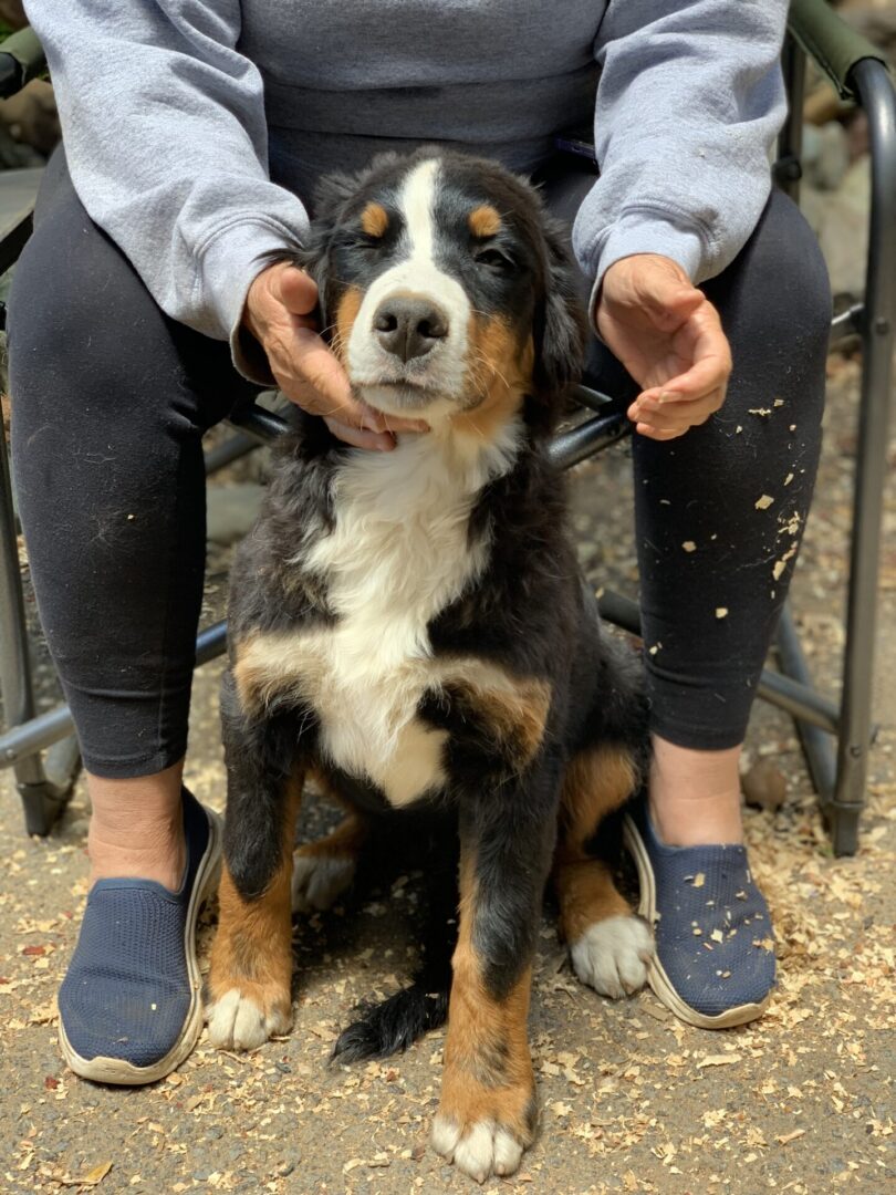 A Person Holding A Dog Face With Black And Brown Fur