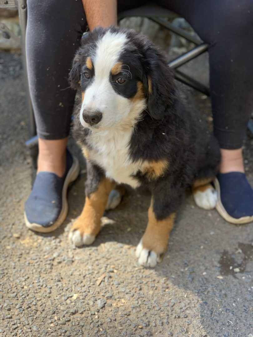 A Dog Looking Away From a Person Image