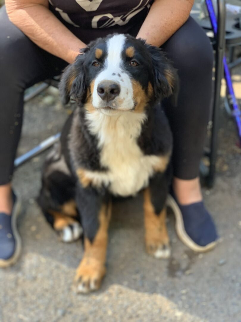 A Person Holding A Dog Face From The Back Image