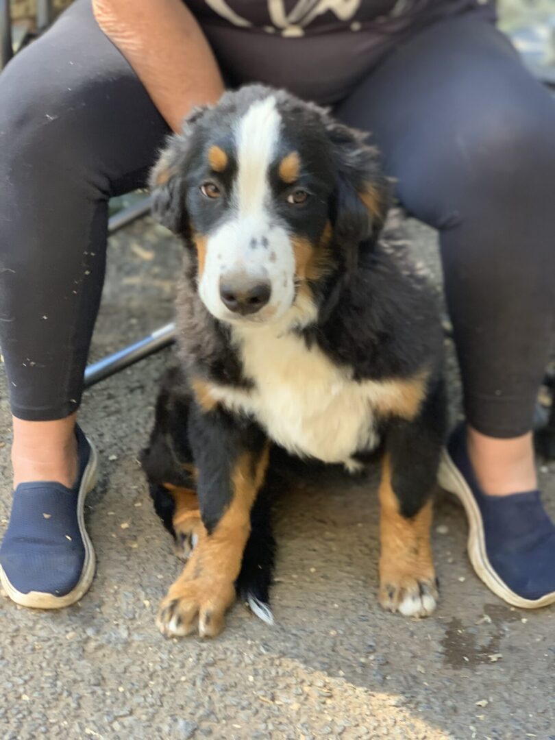 A Dog With A Black And Brown Color Fur Image